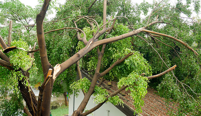 Christchurch Storm Damage Tree Service Second Image Broken Trees