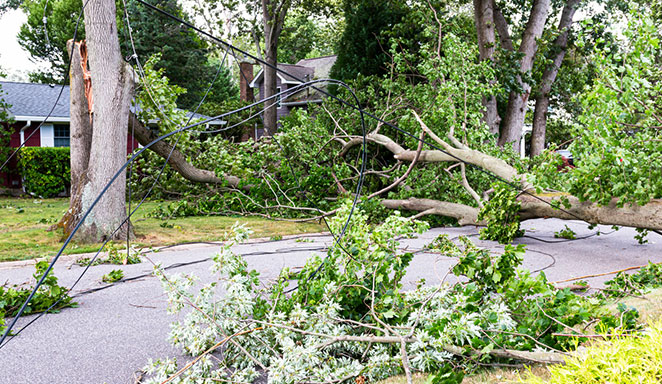 Christchurch Storm Damage Tree Service