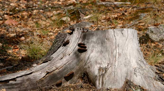 Christchurch Tree Surgeon  about us page - services tree stump grinding nz welly